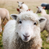 Close-up of a fluffy sheep with other sheep in the background on a grassy field